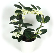 Jasmin de Madagascar + Cache pot Blanc